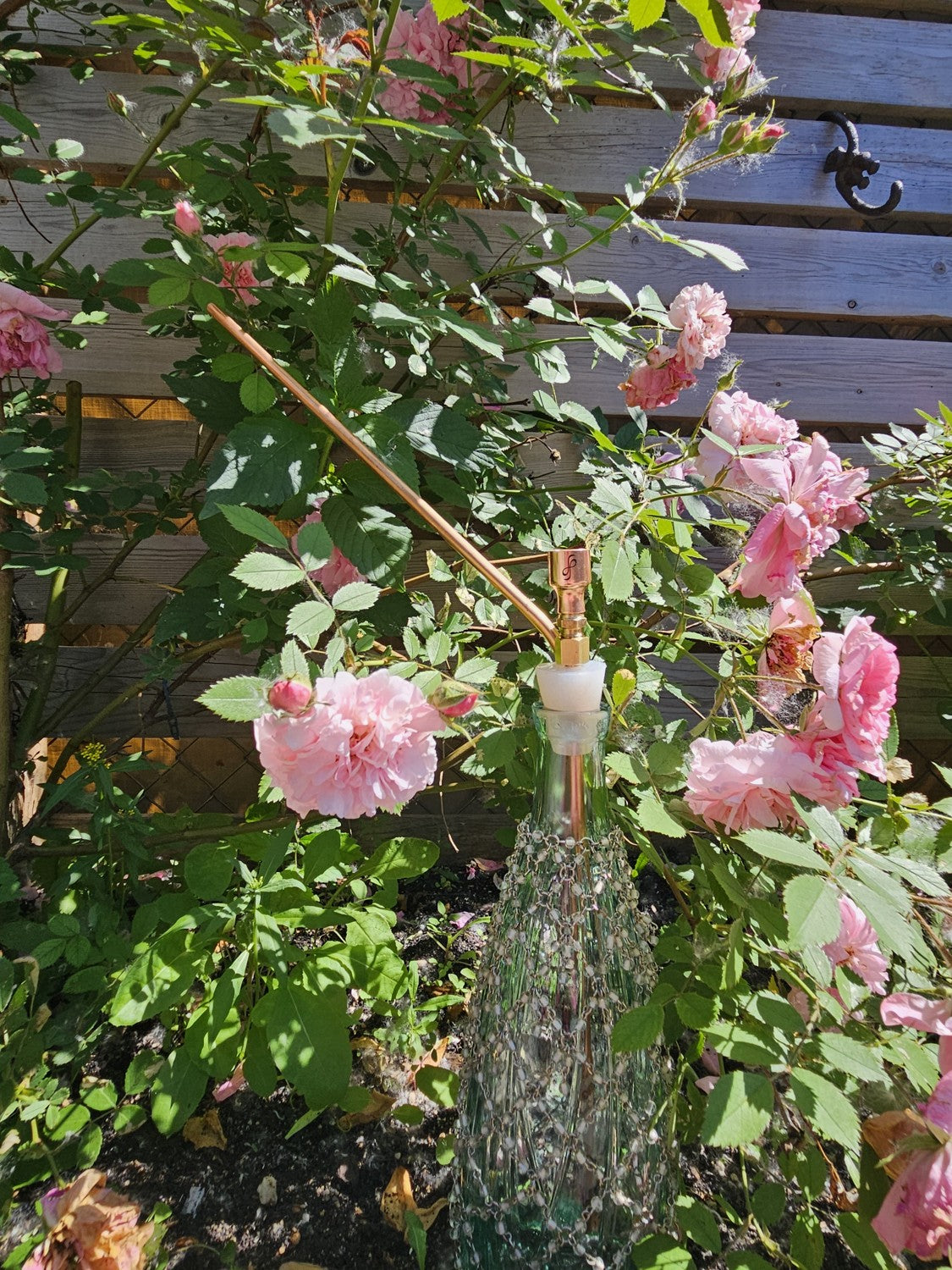 Among the pink climbing roses on the fence.